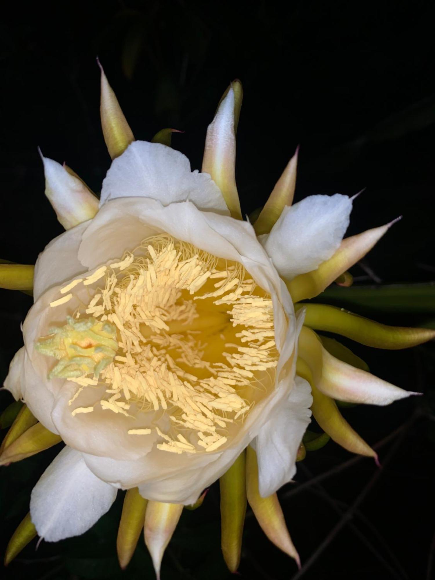 Lily Pad Lodge Bambou 外观 照片