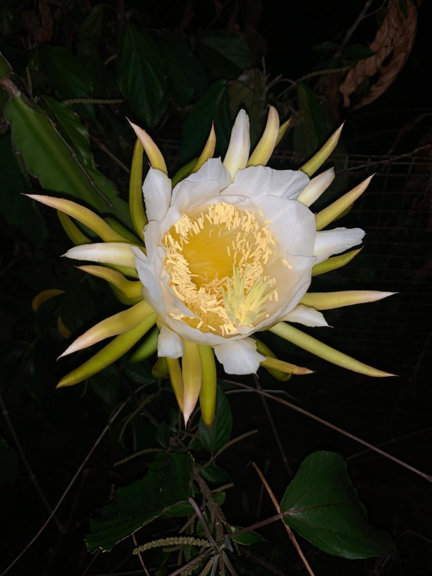 Lily Pad Lodge Bambou 外观 照片